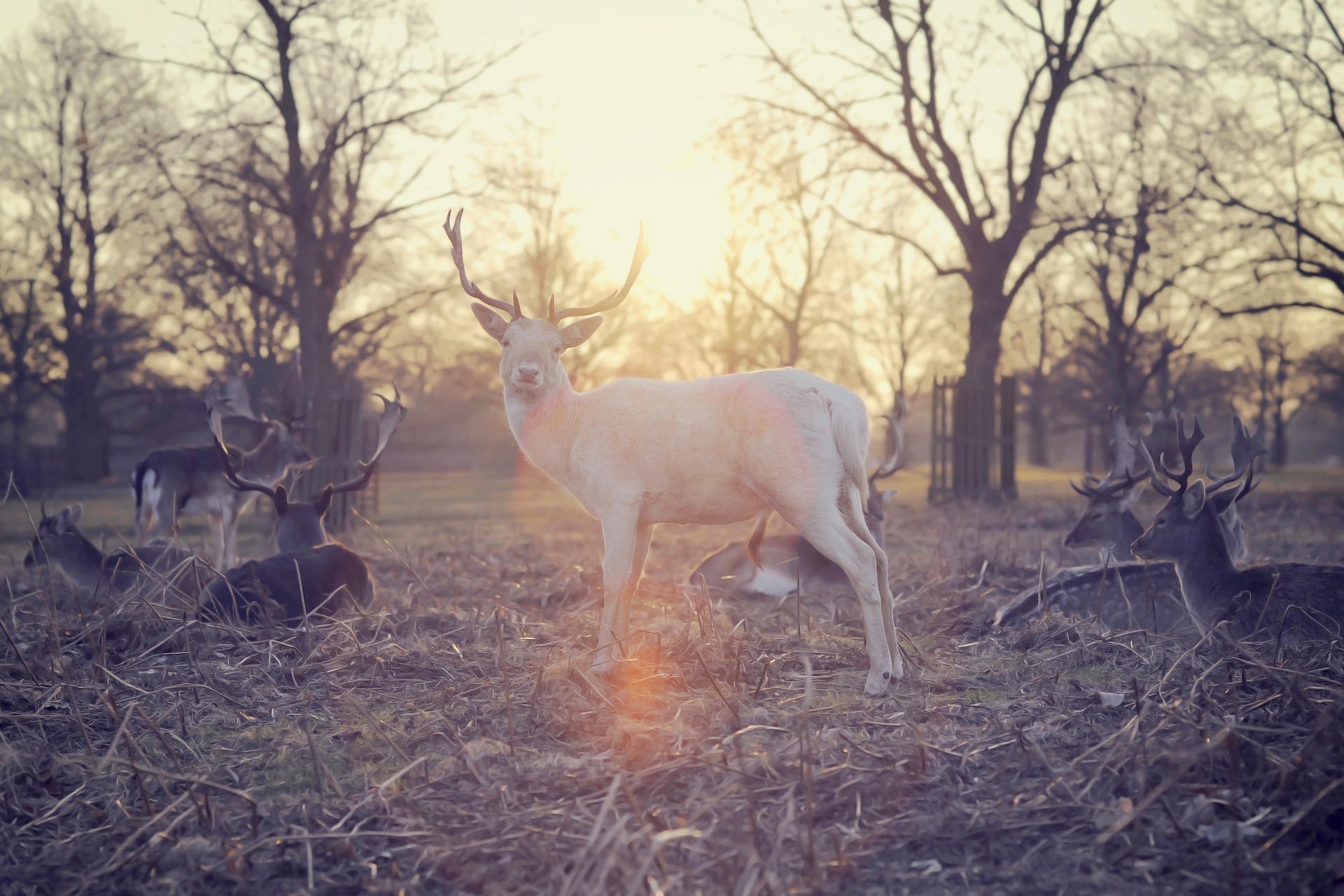 the White Stag