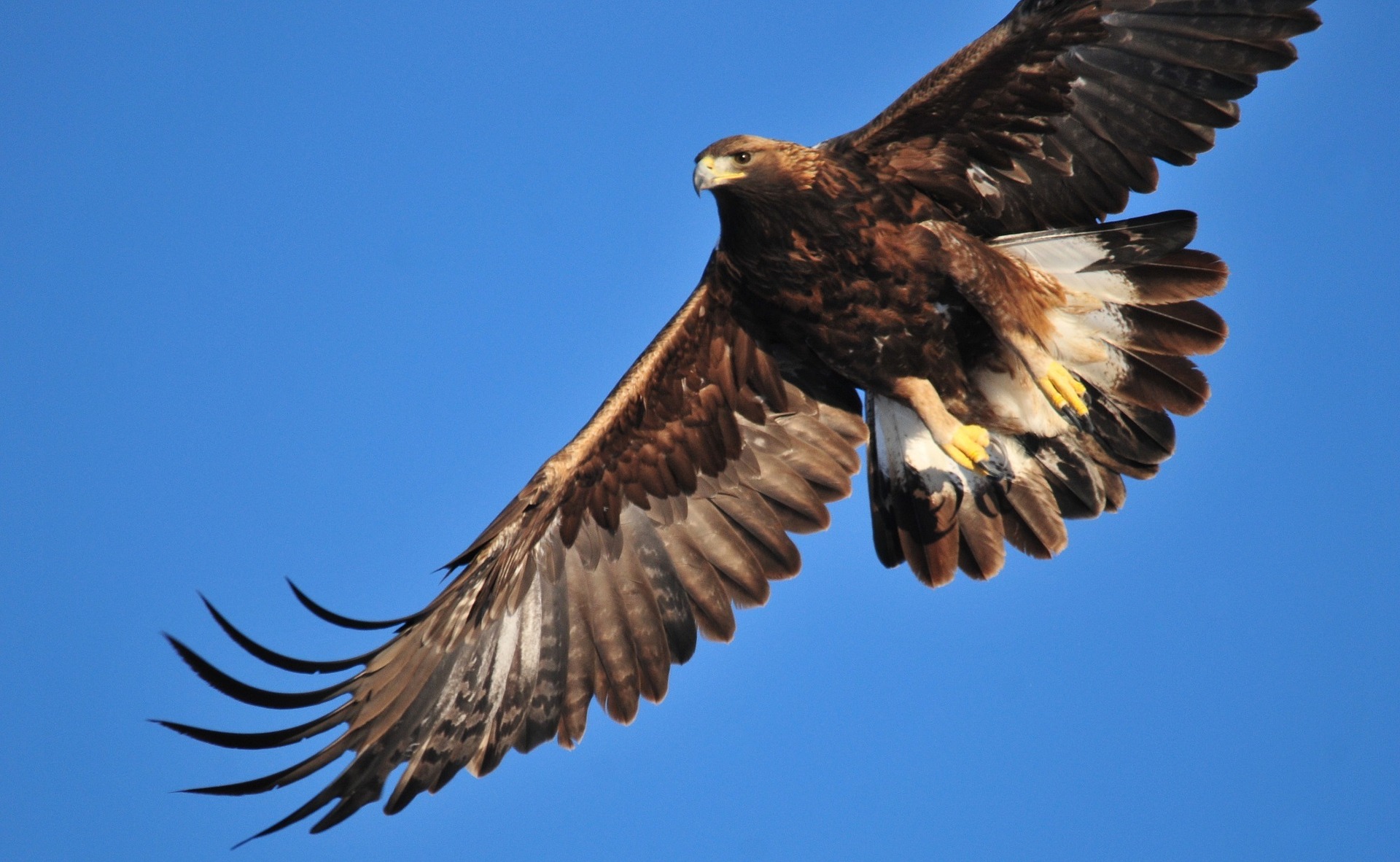 Golden Eagles