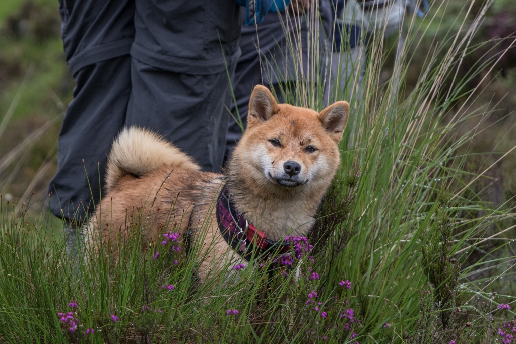 dog friendly holidays for singles