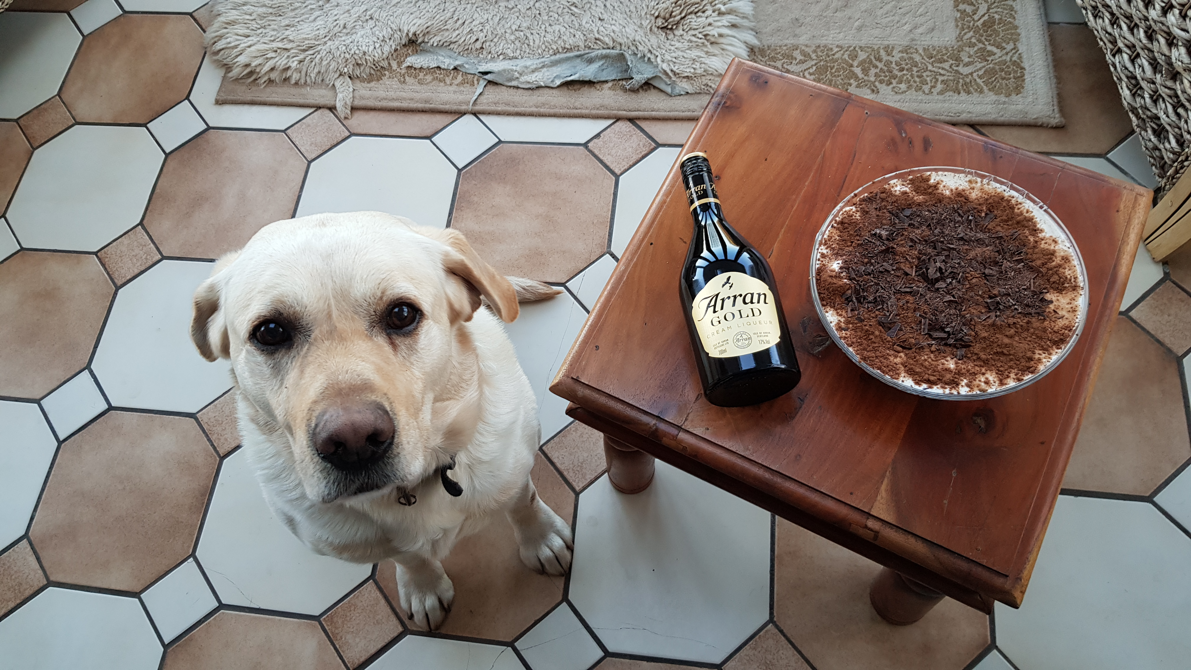 Dog, bottle and tiramisu